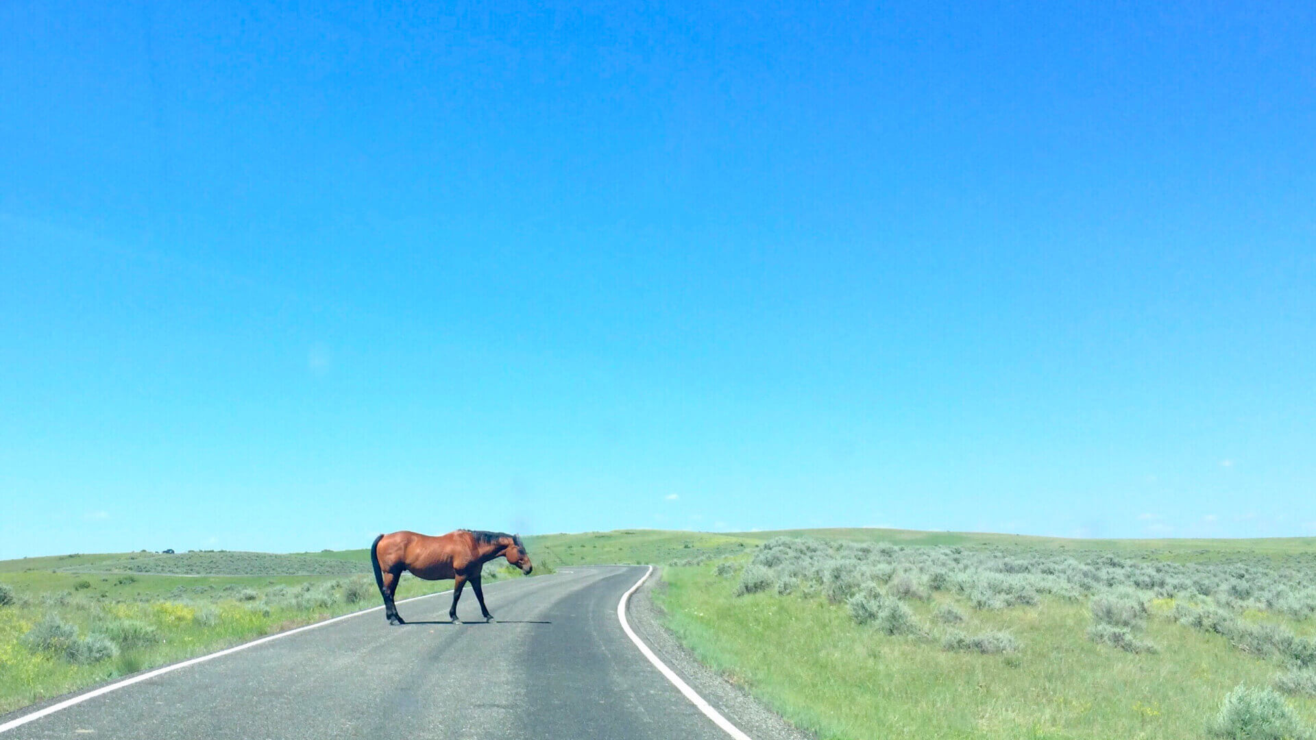 Pferd läuft auf eine Straße