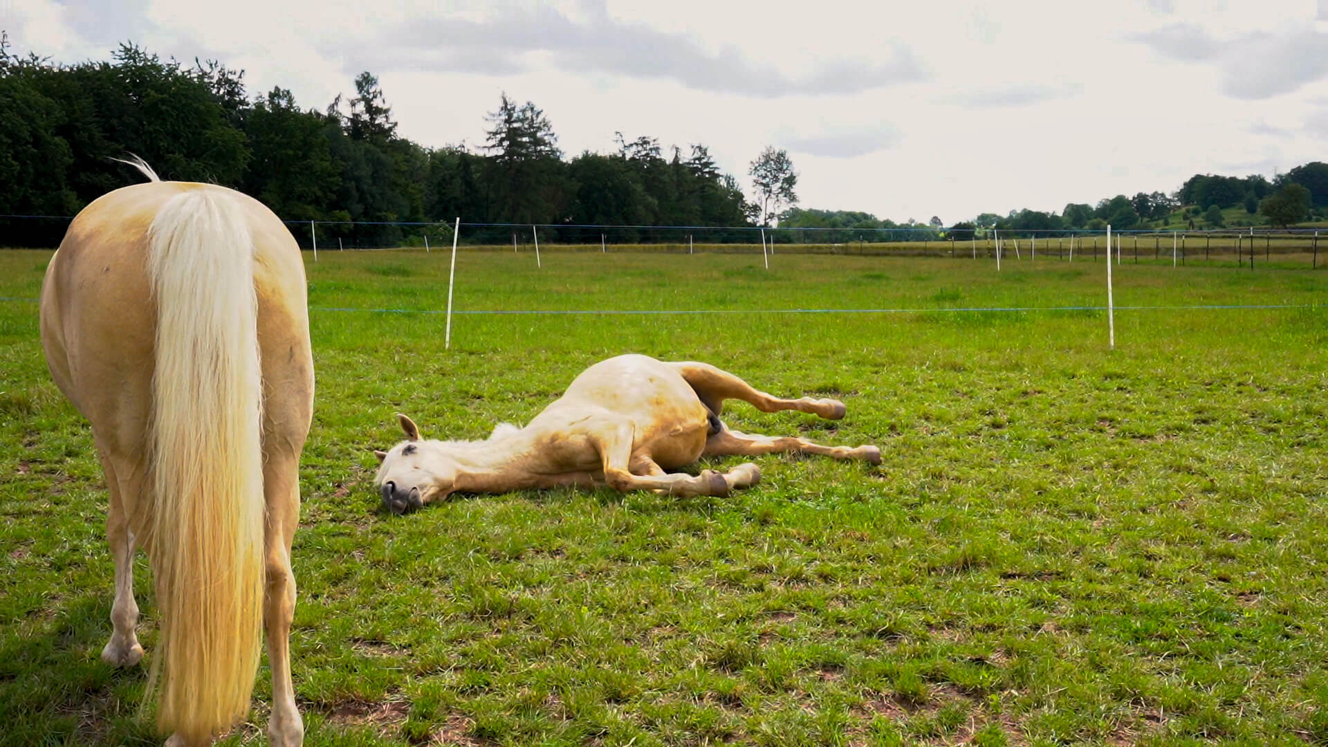 Krankes Pferd, welches eine Op braucht